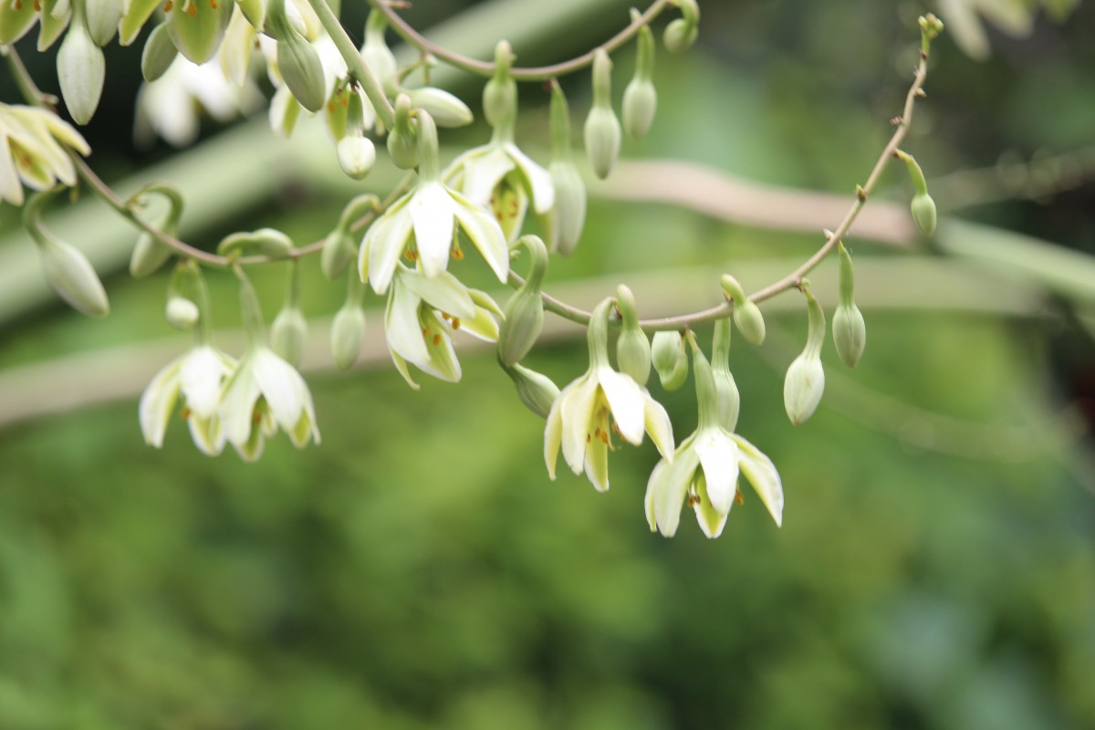 Furcraea foetida (L.) Haw.